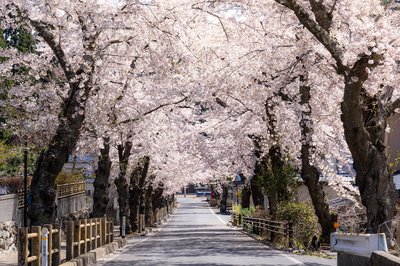 🏞️ 야쿠시 공원 이미지 2